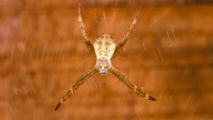 Close-up of a spider on a web, against a textured background.