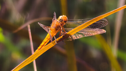 Macro photography highlighting the intricate details of a dragonfly resting on a leaf