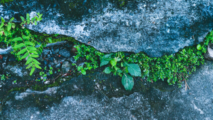 Resilient green plants sprouting from concrete crack representing nature's power