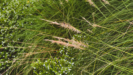 Serene field of green grasses and delicate blossoms, evoking a sense of tranquility and natural