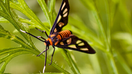 Striking amata perixanthia moth resting gracefully upon a vibrant green plant
