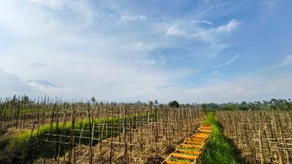 Tranquil rural scene of field with wooden structures under a serene cloudy blue sky