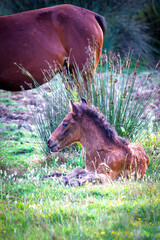 Brown foal resting in green pasture. Foal lying on the ground. New born animal. Rural, countryside....