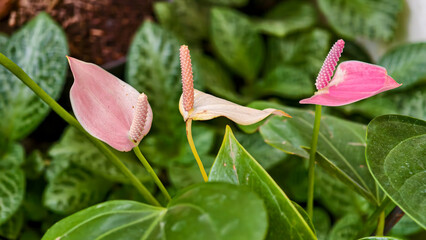 Vibrant anthurium blooms showcasing delicate petals against a backdrop of lush greenery in a