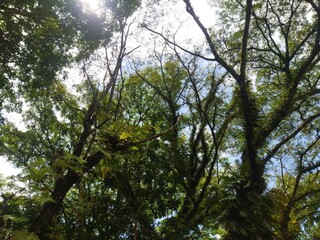 Low Angle Photography of Moss-Covered Trees in a Forest. Frog's Eye View of Scenic Mossy Trees