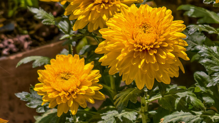 Vibrant Yellow Chrysanthemums in Full Bloom displaying a Beautiful Cluster of Petals
