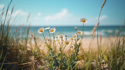 White daisies bloom on a sandy beach shore, ocean breeze