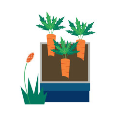Harvest-ready carrots growing in containers. Homegrown concept vector illustration.