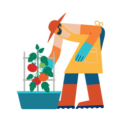 A man is harvesting tomatoes. Homegrown concept vector illustration.