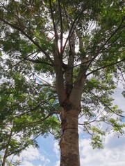 Fototapeta premium Photo Of A Shady Tree In A Sunny Day From A Low Angle