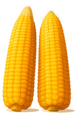 This image features two bright yellow ears of corn standing upright against a clean white background. The corn kernels are glossy, plump, and arranged in neat rows, giving the corn a fresh and appetiz