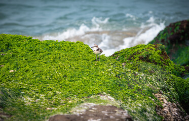 An Oriental Plover bird perches on the vibrant green algae-covered rocks of Laomei Green Reef in...