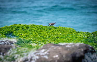 An Oriental Plover bird perches on the vibrant green algae-covered rocks of Laomei Green Reef in Shimen, New Taipei City, Taiwan, with crashing waves.