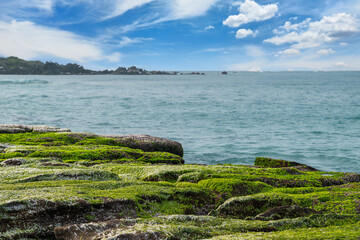 Vivid green algae blankets the rocky coast during spring at Laomei Green Reef. Waves crash onto the...
