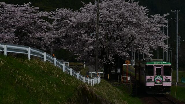 桜咲く高科駅を発車する樽見鉄道ハイモ295 （樽見鉄道 高科, 2025年4月）