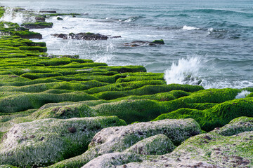 Powerful waves crash against the vibrant green algae-covered rock formations of Laomei Green Reef...