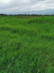 Photo Of A Field Of Green Grass And Trees With A Blue Sky