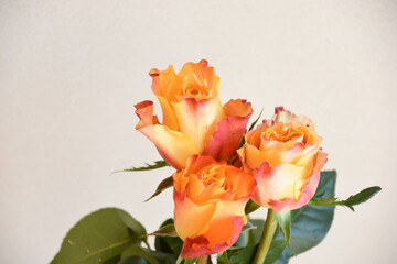 オレンジ色のバラ