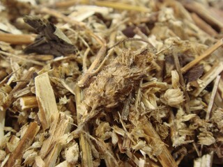 Dried Elsholtzia Ciliata (Hyangu) Used in Traditional Korean Herbal Medicine