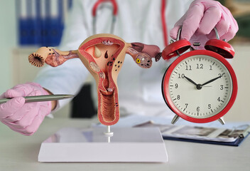 Female biological clock and uterus. Menstrual cycle and its regulation and PMS concept