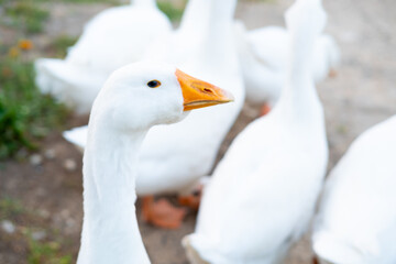 White goose closeup on grass