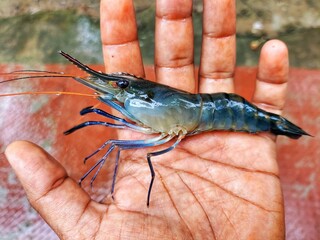 big fresh blue leg river prawn in hand HD