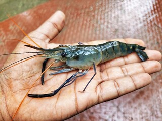 big fresh water blue leg prawn macrobrachyum rosenbergii in hand HD