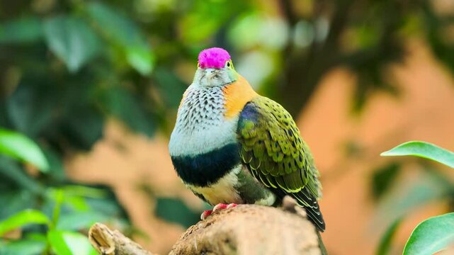 Colorful Fruit Dove with Pink Head Perched on Tree Branch &ndash; Tropical Exotic Bird Close-Up