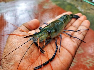 blue legged prawn in hand HD
