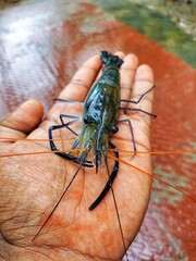 big fresh water blue leg prawn macrobrachyum rosenbergii in hand HD