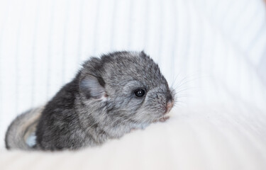 Cute baby chinchilla 3 days old on a white background