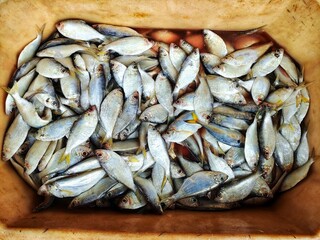 lots of varieties of marine and brakish water fish sale HD