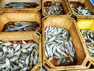 lots of varieties of marine and brakish water fish sale HD