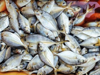 lots of varieties of marine and brakish water fish sale HD