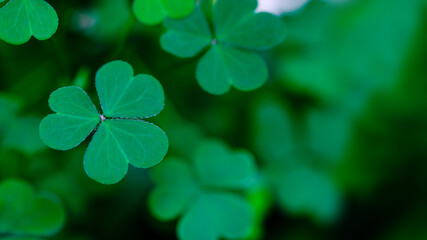 Green background with three-leaved shamrocks, Lucky Irish Four Leaf Clover in the Field for St. Patricks Day holiday symbol. with three-leaved shamrocks, St. Patrick's day holiday symbol.