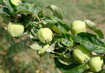 A bunch of green apples hanging from a tree