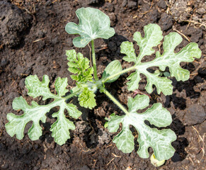A small plant with green leaves and a white stem