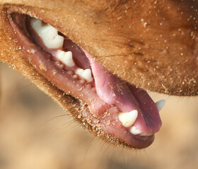 A dog's mouth with its tongue out and teeth showing