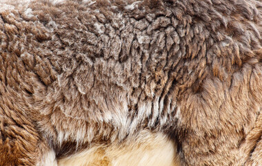 The fur of a brown animal is shown in detail, with a focus on the texture