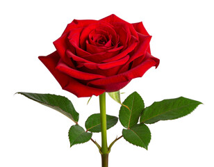 Single red rose with green stem and thorn, romantic theme, isolated Transparent Background PNG with soft shadow