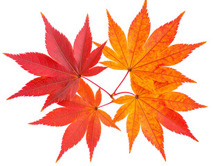 Japanese maple leaf in red-orange fall colors with fine vein texture, autumn theme, isolated Transparent Background PNG