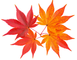 Japanese maple leaf in red-orange fall colors with fine vein texture, autumn theme, isolated Transparent Background PNG