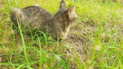 A cat is sleeping in the middle of nature on the lawn.
