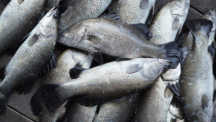  Piles of freshly harvested barramundi, also known as Asian grouper or white snapper, are arranged on a flat surface after being caught or farmed. © Bastera rusdi