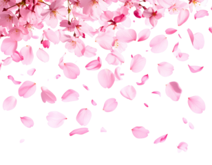 Falling Cherry Blossom Petals – Transparent Background PNG Spring Effect