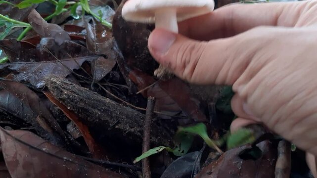 Collect wild mushrooms for cooking