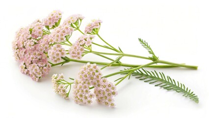 Delicate Pink Yarrow Flowers and Green Leaves on a White Background