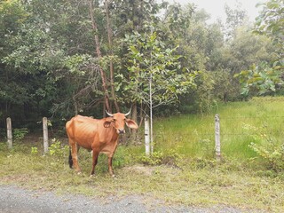 Cows are grazing on the side of a road in rural Thailand.