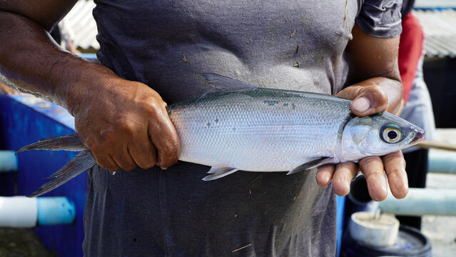 Close‑up of a farmer&rsquo;s hands firmly gripping a freshly harvested milkfish&mdash;also known as Chanos chanos or bandeng&mdash;straight from an aquaculture tank. 