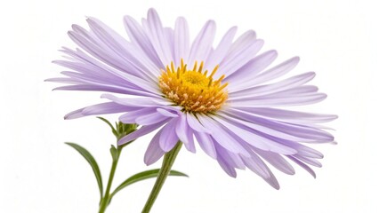 Obraz premium Elegant Lavender Aster Flower with a Bright Yellow Center on White Background
